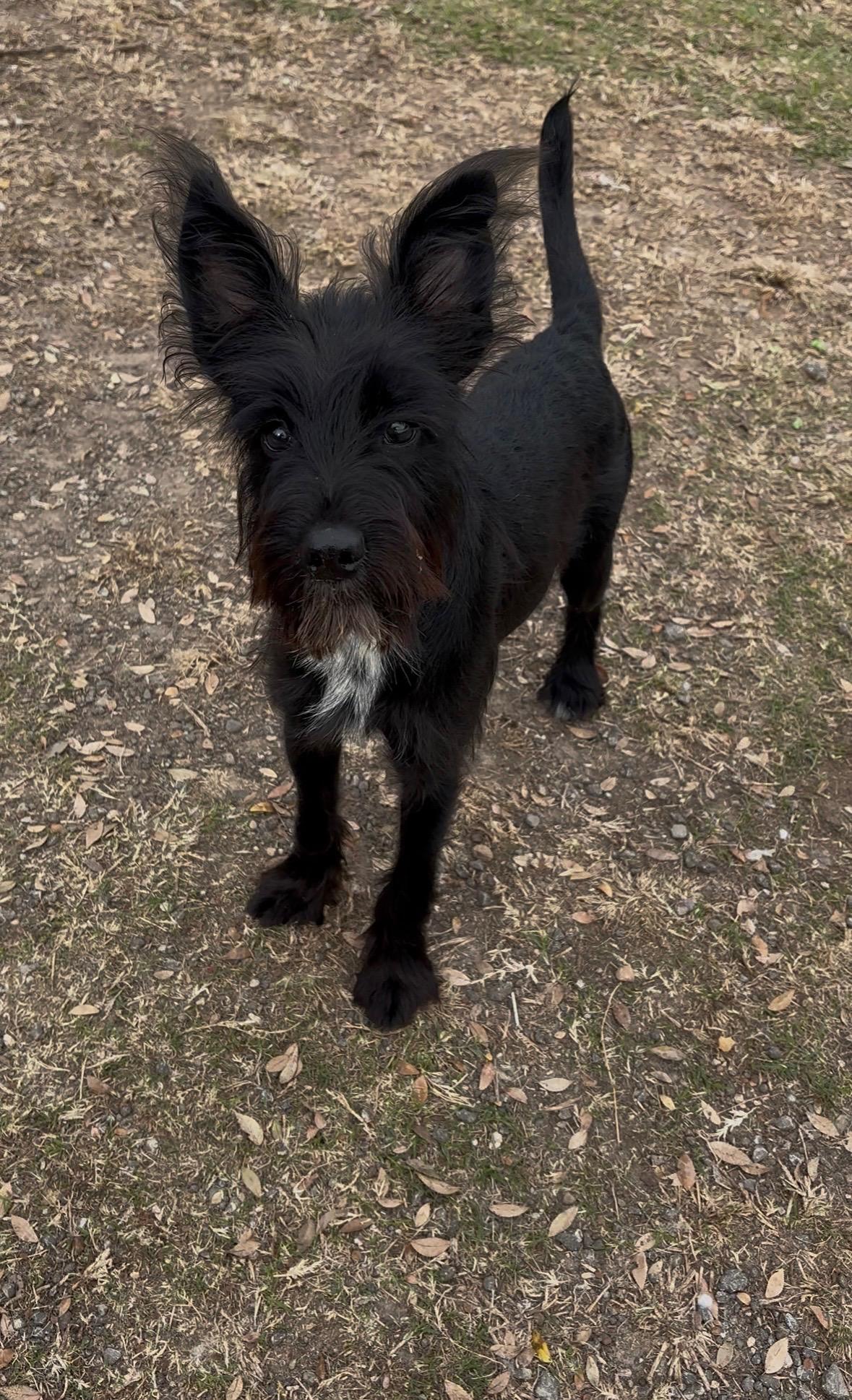 Enlarge Oreo, a ADOPTABLE mixed breed in Bowdoin, ME image 3/4
