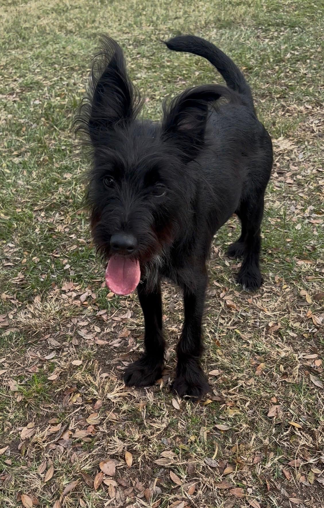 Enlarge Oreo, a ADOPTABLE mixed breed in Bowdoin, ME image 4/4