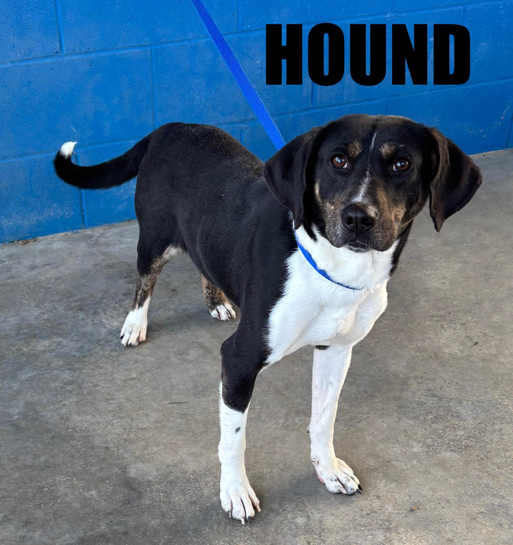 Hound , ADOPTABLE, Adult Male Plott Hound.