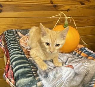 Enlarge Love Bug, a Adoptable Tabby in Southern Pines, NC image 4/4