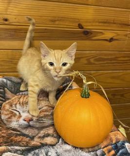 Enlarge Love Bug, a Adoptable Tabby in Southern Pines, NC image 2/4