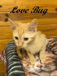 Enlarge Love Bug, a Adoptable Tabby in Southern Pines, NC image 3/4