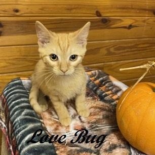 Love Bug, Adoptable, Kitten Female Tabby.