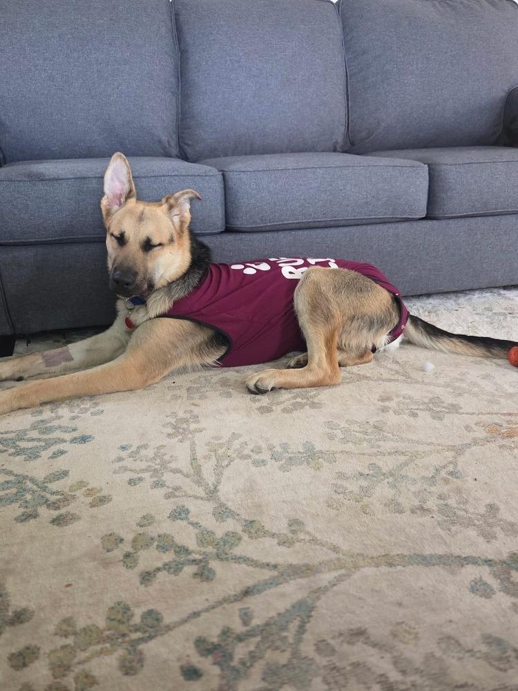 Enlarge Teddy, a Adoptable mixed breed in Suamico, WI image 1/5