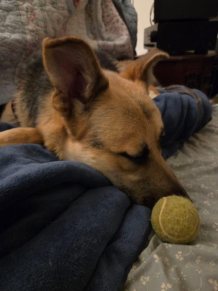 Enlarge Teddy, a Adoptable mixed breed in Suamico, WI image 2/5