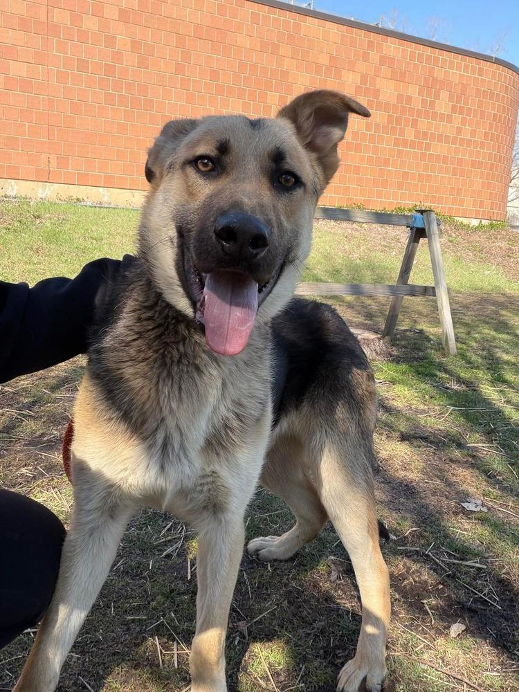 Teddy, Adoptable, Young Male German Shepherd Dog.