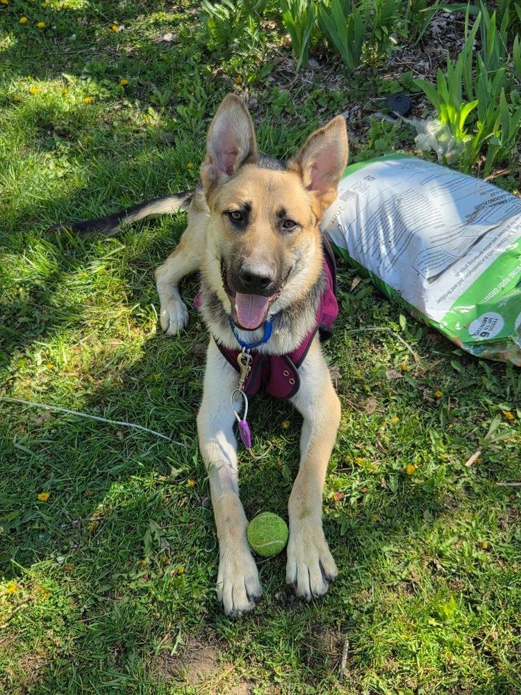Enlarge Teddy, a Adoptable mixed breed in Suamico, WI image 4/5