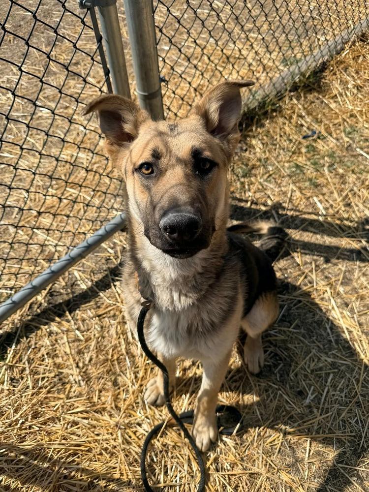 Enlarge Teddy, a Adoptable mixed breed in Suamico, WI image 2/2