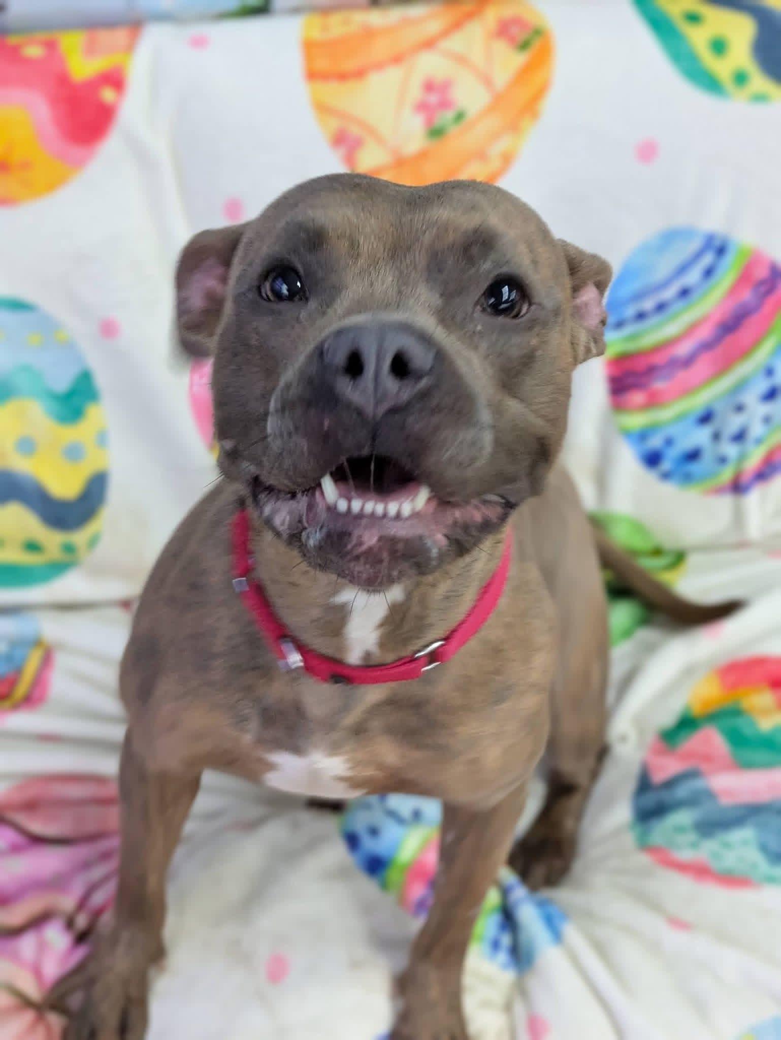 Enlarge Poppy , a Adoptable mixed breed in Jamesville, NY image 3/5