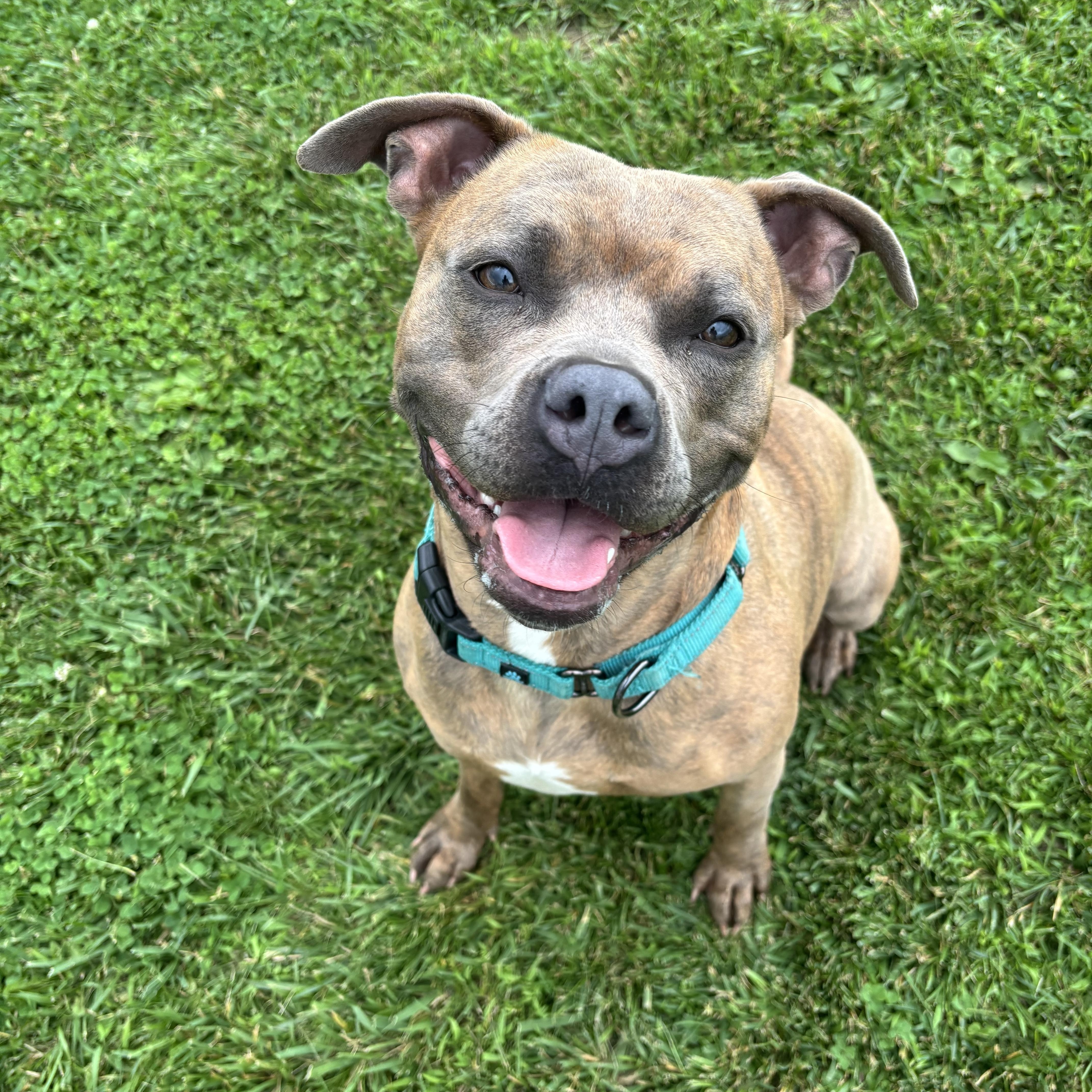 Poppy , a Adoptable mixed breed in Jamesville, NY image 2/6