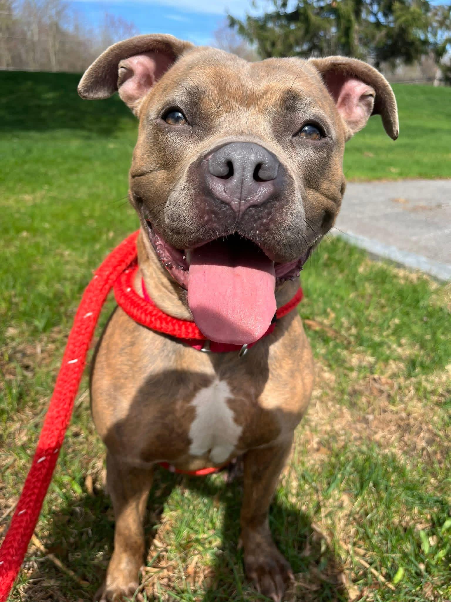 Enlarge Poppy , a Adoptable mixed breed in Jamesville, NY image 1/5