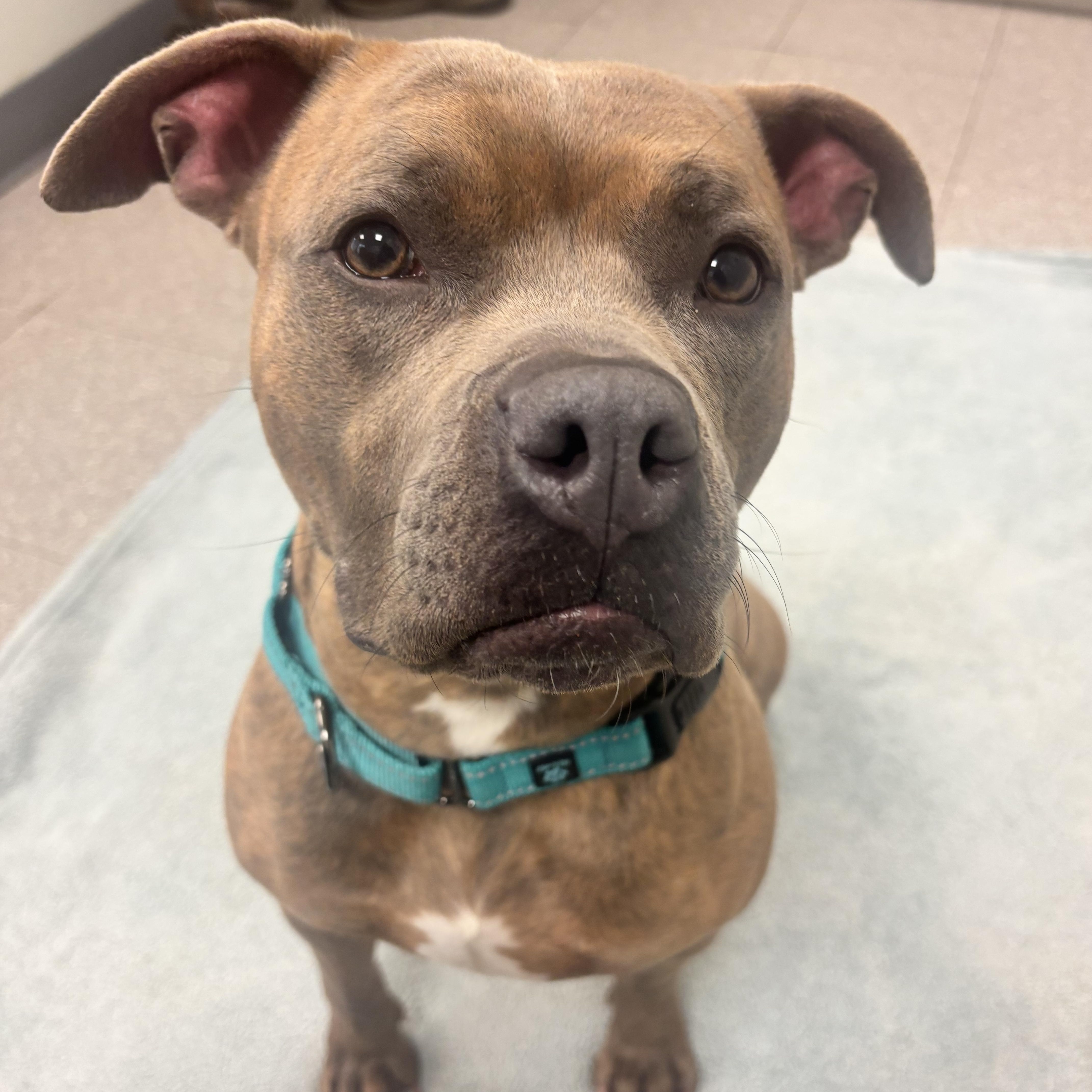 Poppy , a Adoptable mixed breed in Jamesville, NY image 1/5