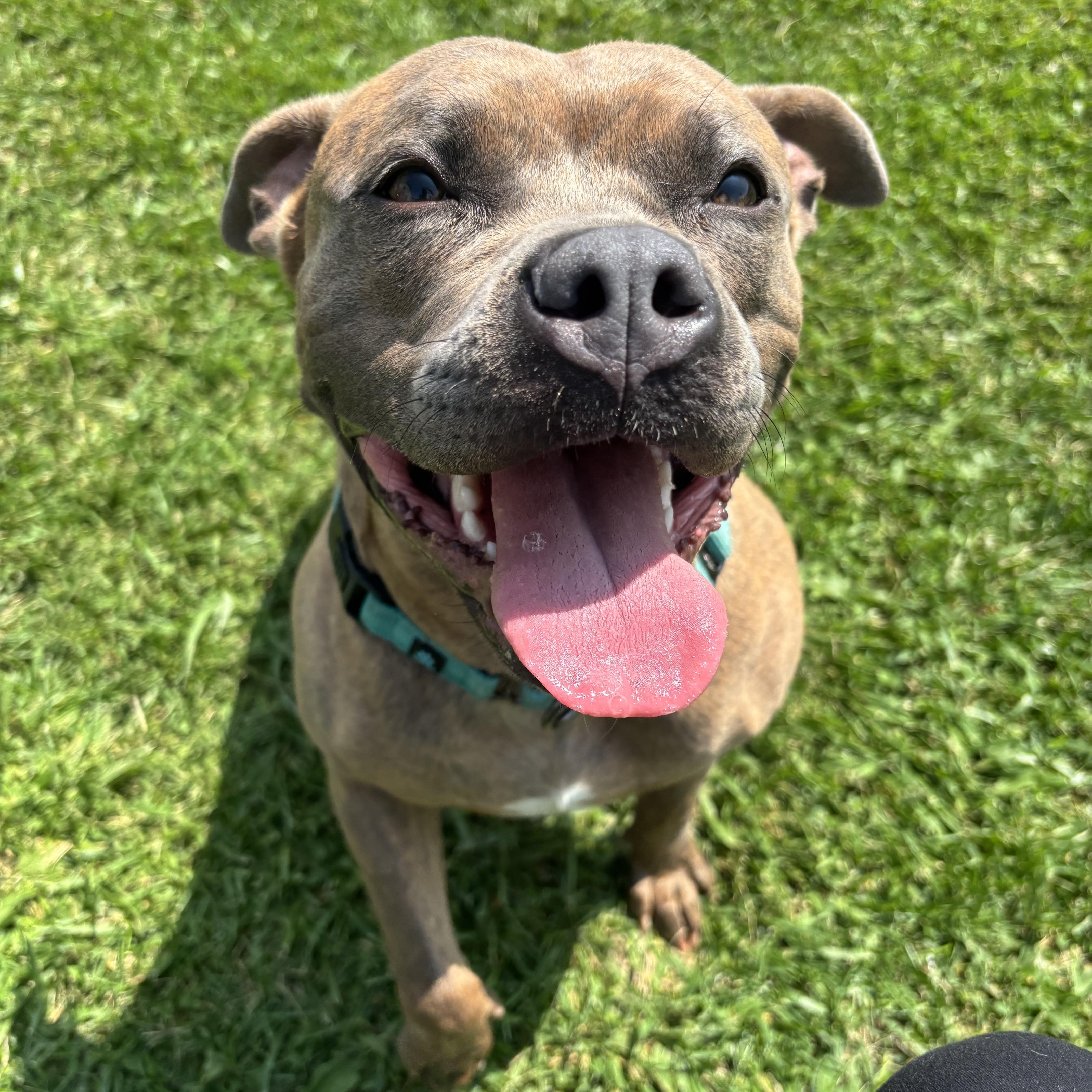 Poppy , a Adoptable mixed breed in Jamesville, NY image 4/6