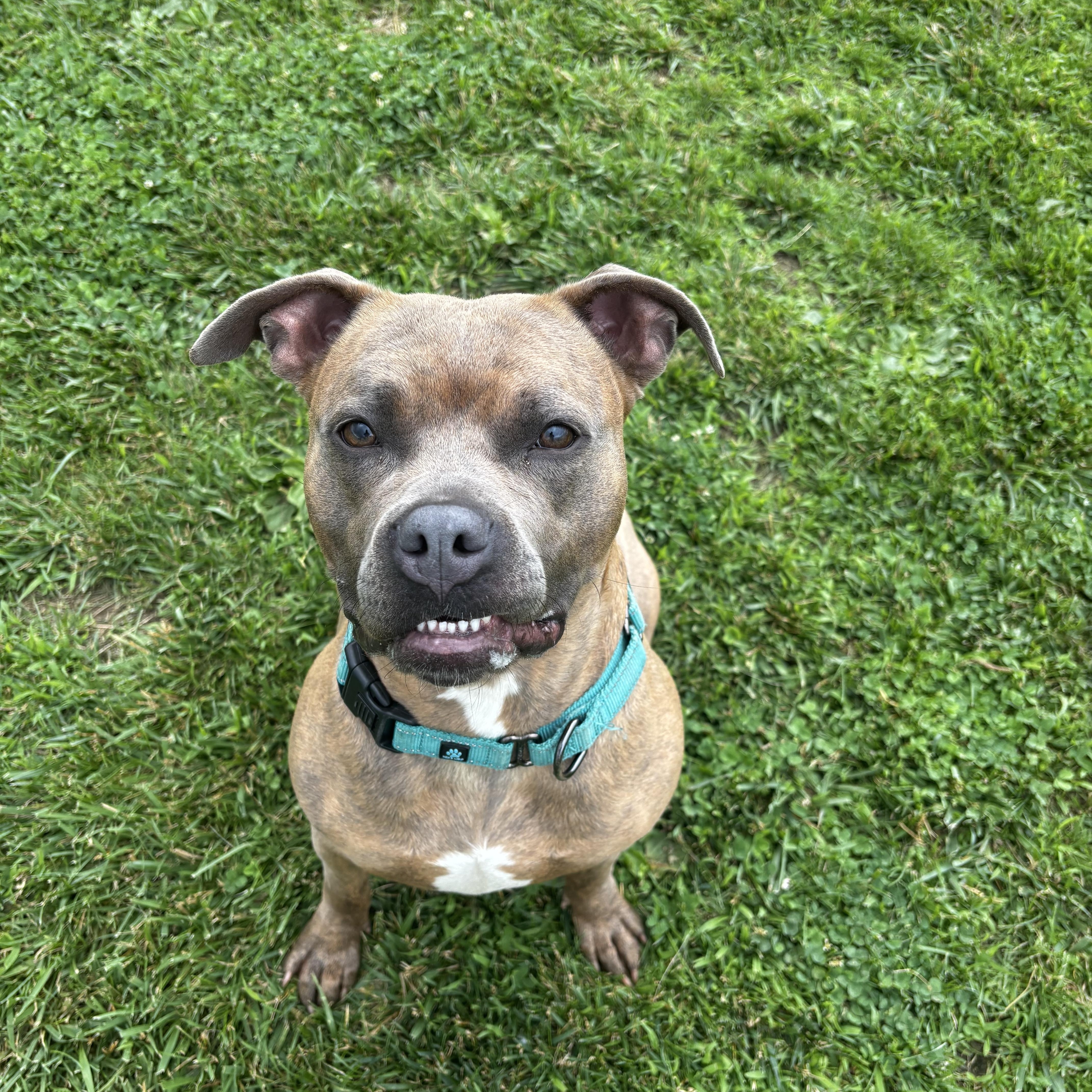Poppy , a Adoptable mixed breed in Jamesville, NY image 5/6