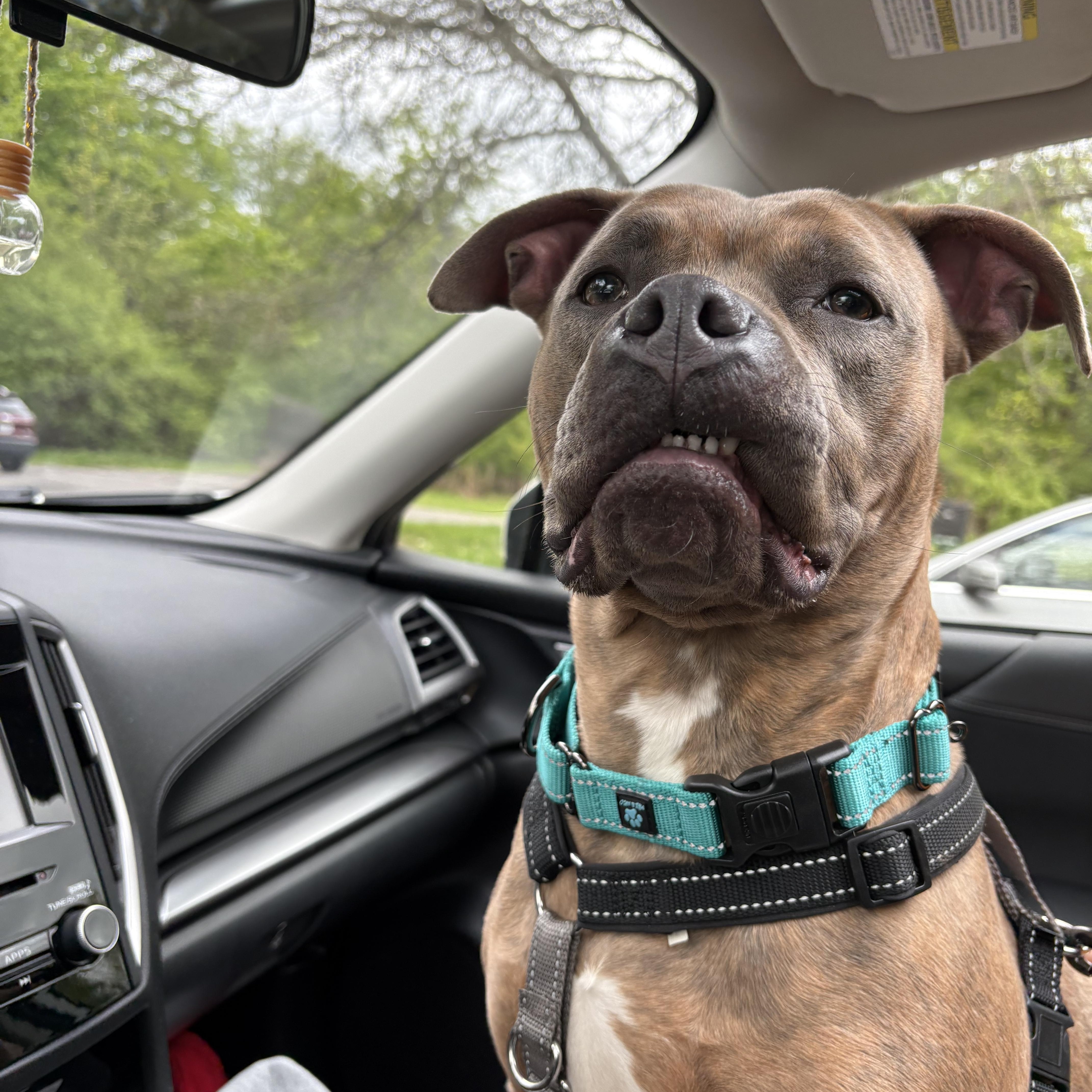 Poppy , a Adoptable mixed breed in Jamesville, NY image 5/5