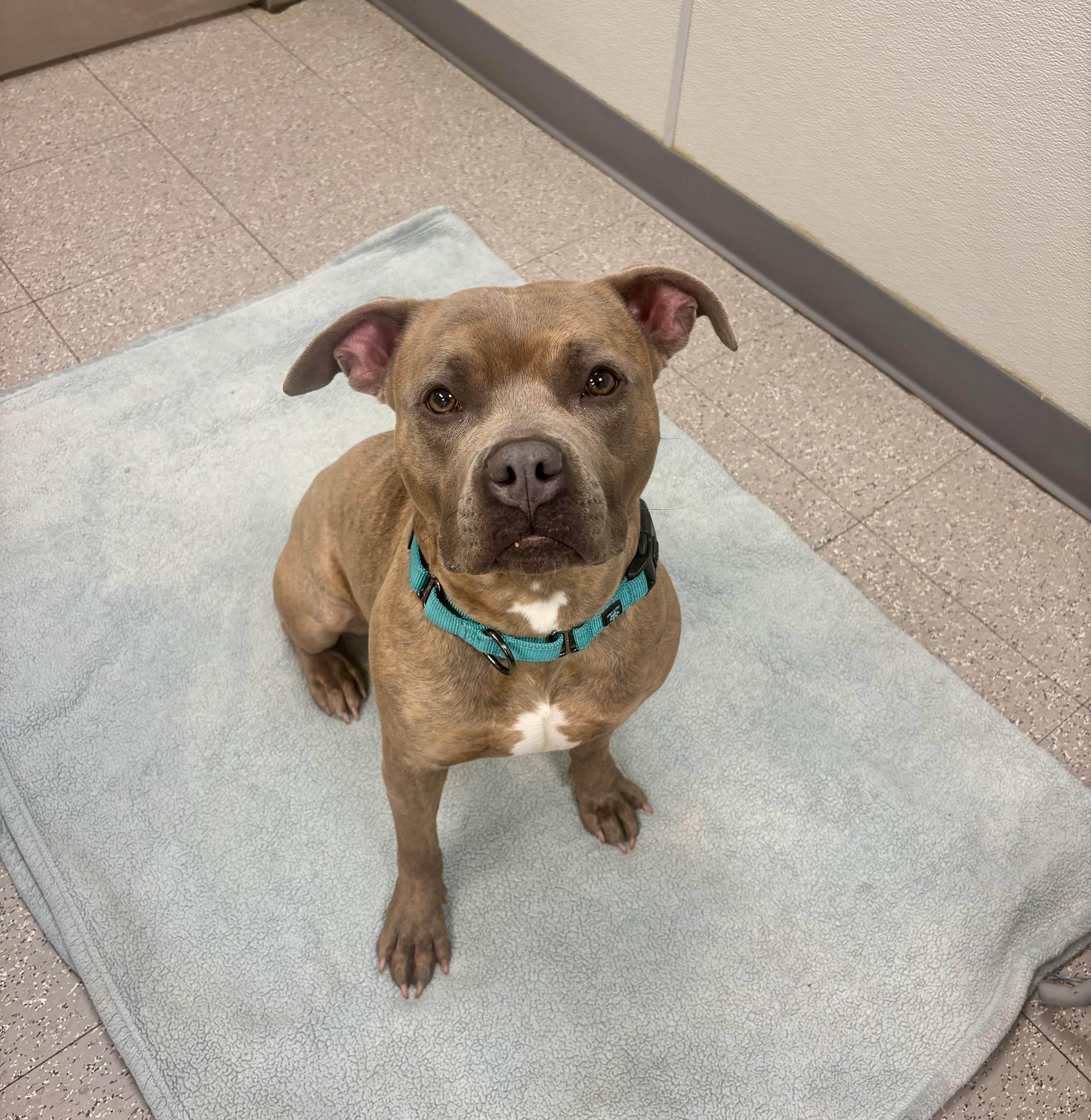 Poppy , a Adoptable mixed breed in Jamesville, NY image 4/5