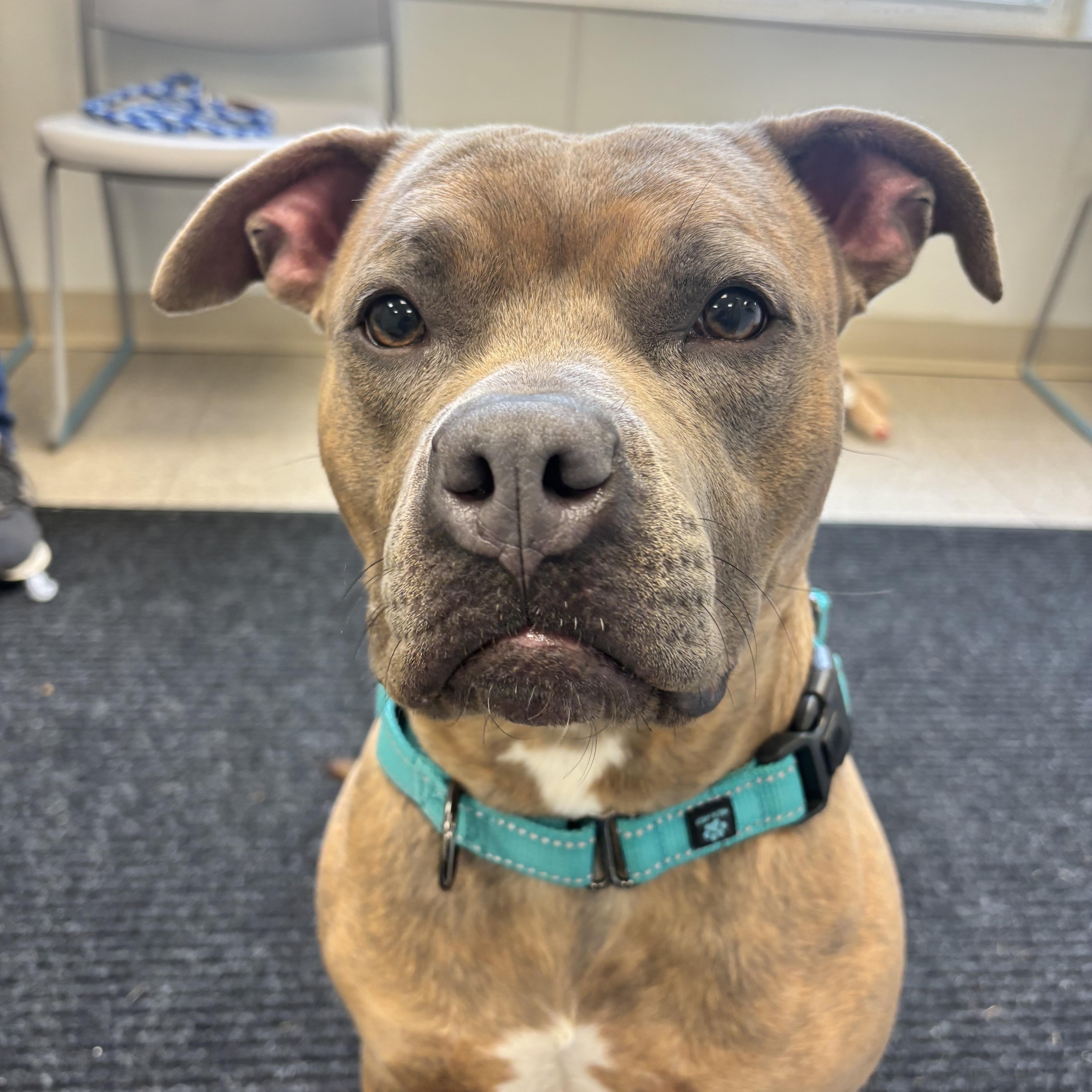 Poppy , Adoptable, Young Female Mixed Breed.