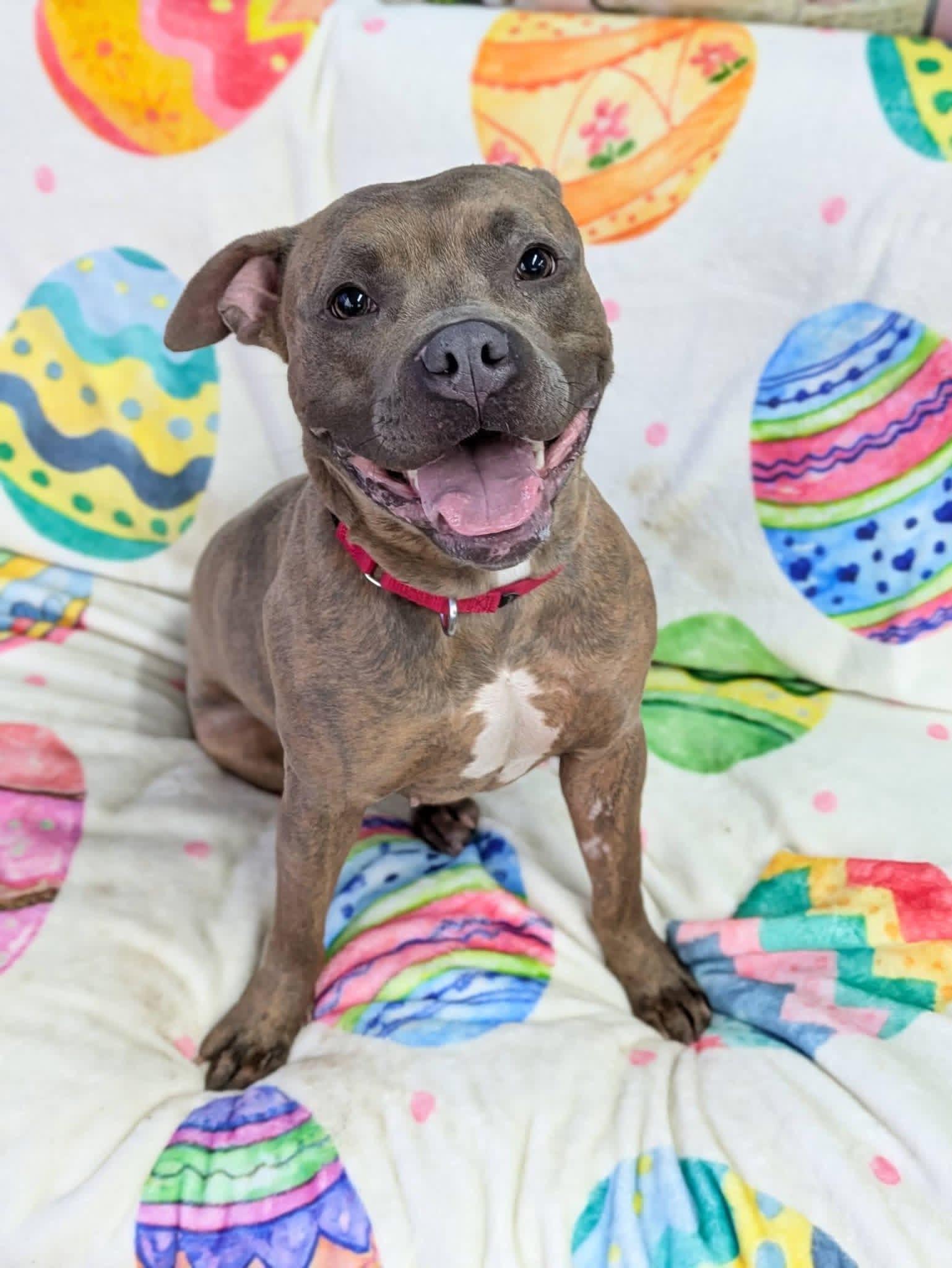 Enlarge Poppy , a Adoptable mixed breed in Jamesville, NY image 2/5