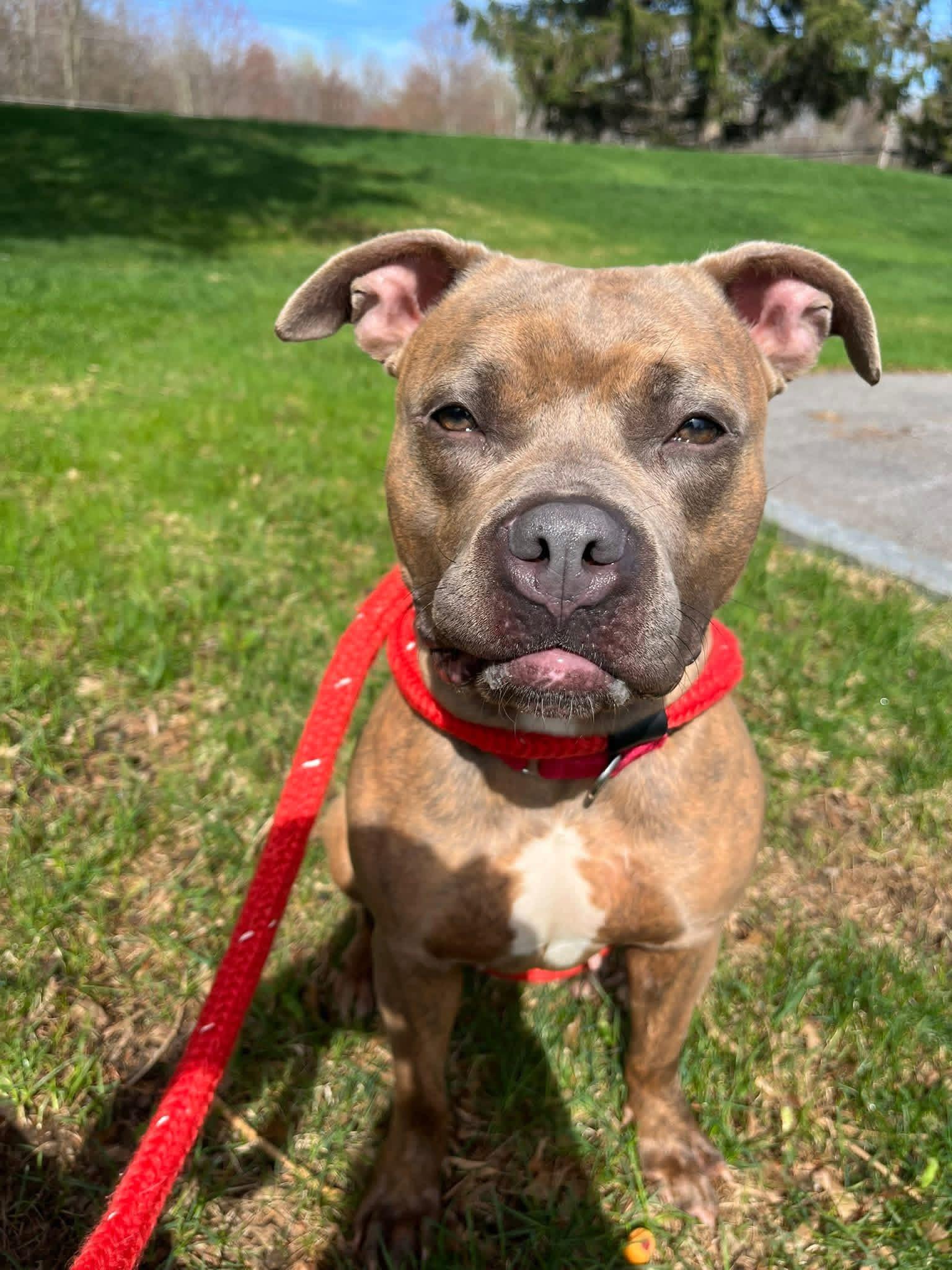 Enlarge Poppy , a Adoptable mixed breed in Jamesville, NY image 4/5