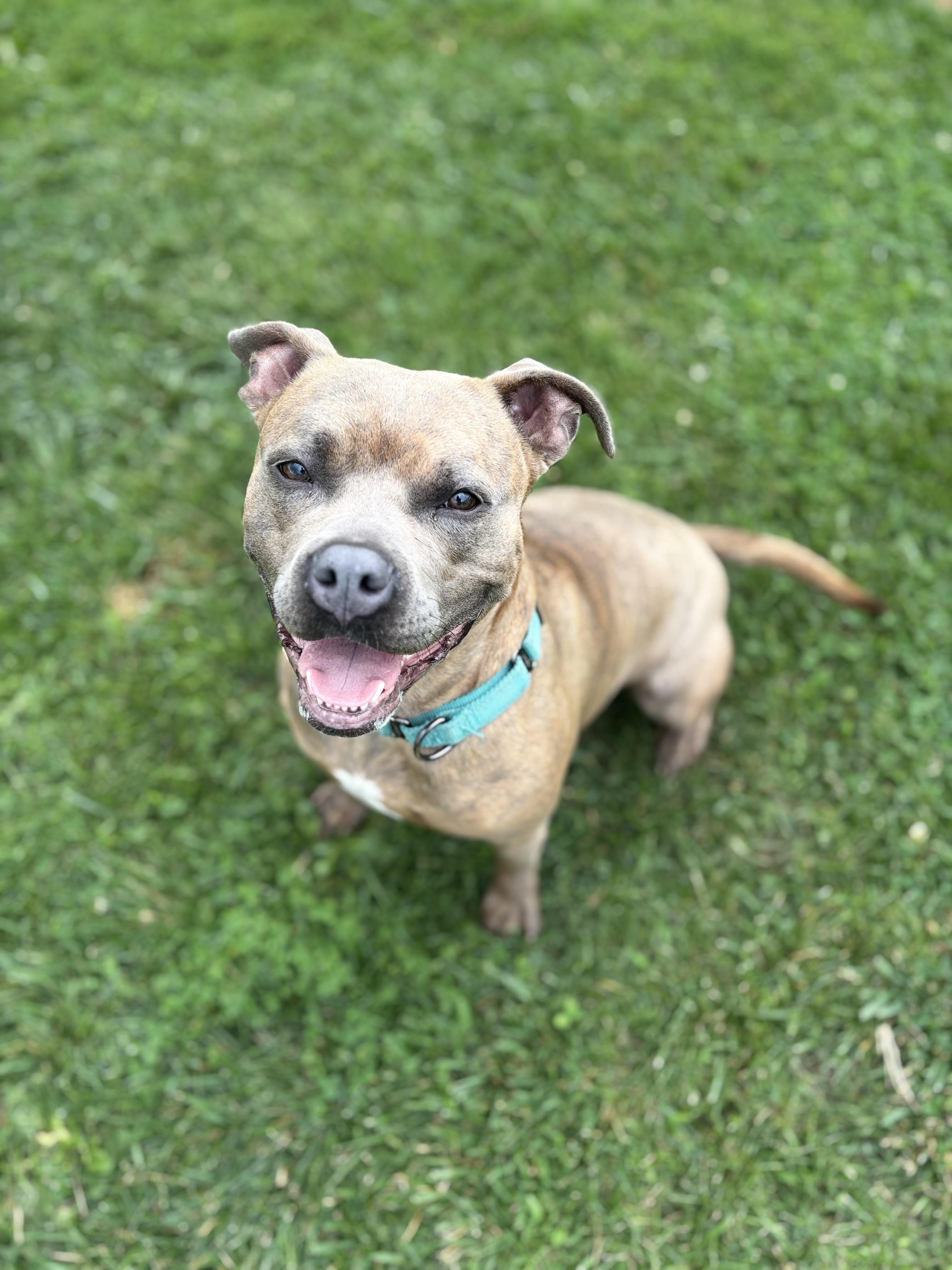 Poppy , a Adoptable mixed breed in Jamesville, NY image 6/6
