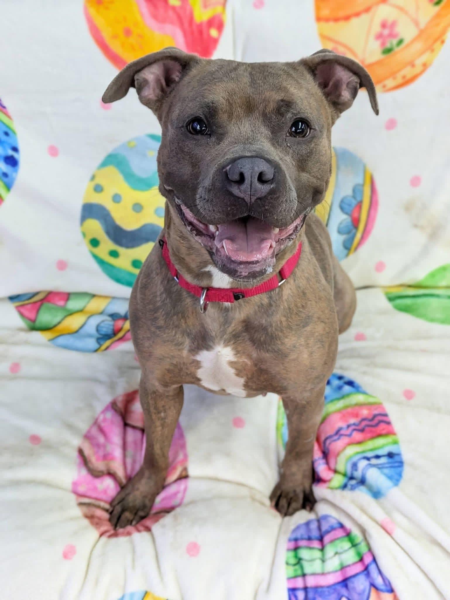 Enlarge Poppy , a Adoptable mixed breed in Jamesville, NY image 5/5