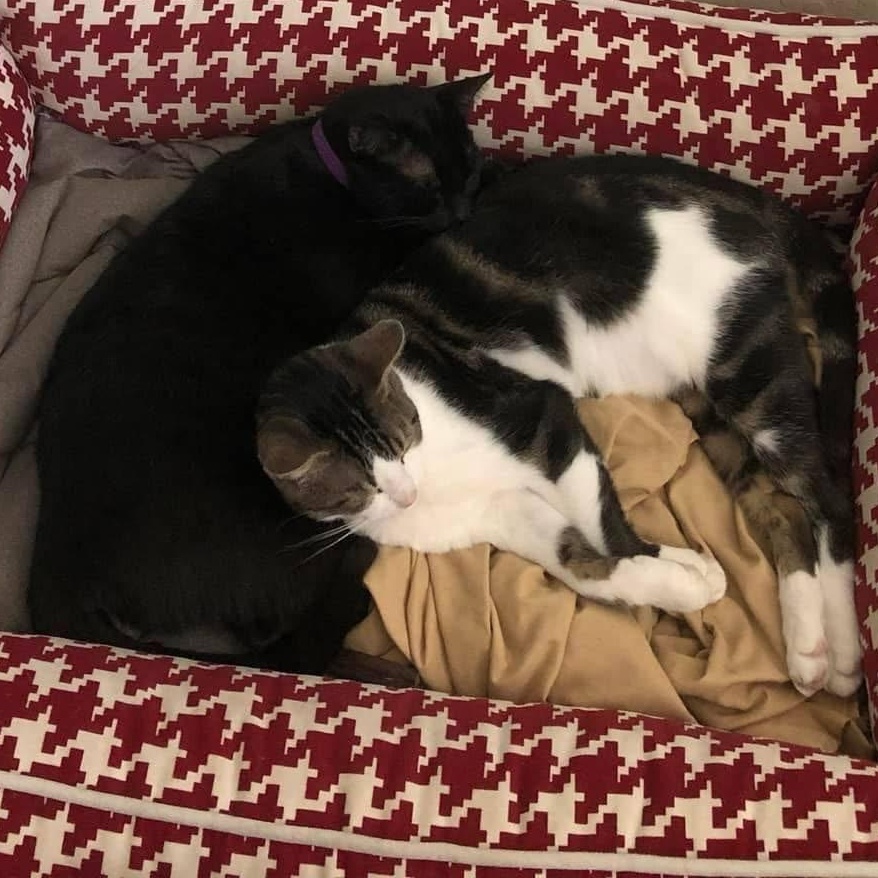 Juni and Fraidy (Bonded Pair) — thumbnail 3