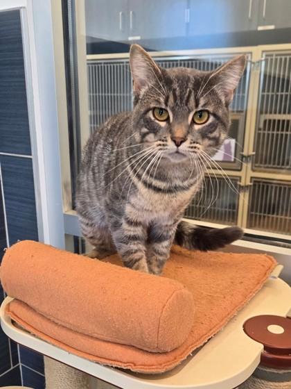 Felix, Adoptable, Adult Male Domestic Short Hair & Domestic Short Hair.