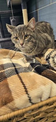 Enlarge Felix, a Adoptable mixed breed in Daphne, AL image 2/2
