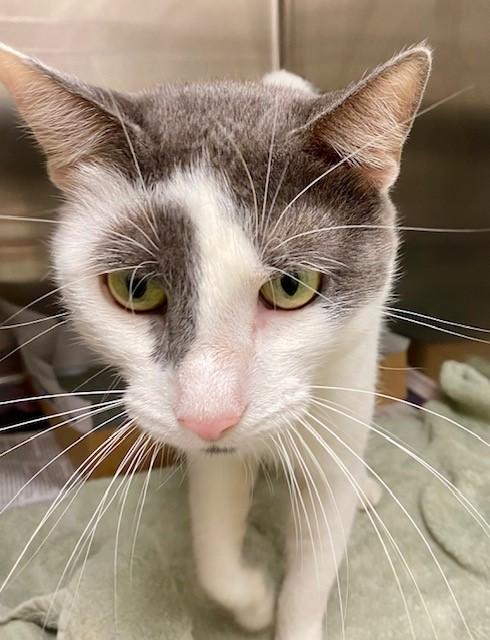 MARS, Adoptable, Young Male Domestic Short Hair.