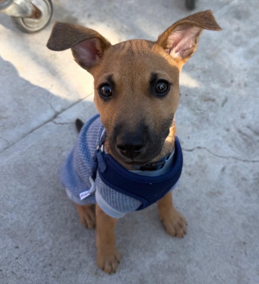 Enlarge Remmy Roo - A Sweet Babe With A Sad Story!, a Adoptable mixed breed in San Rafael, CA image 1/6
