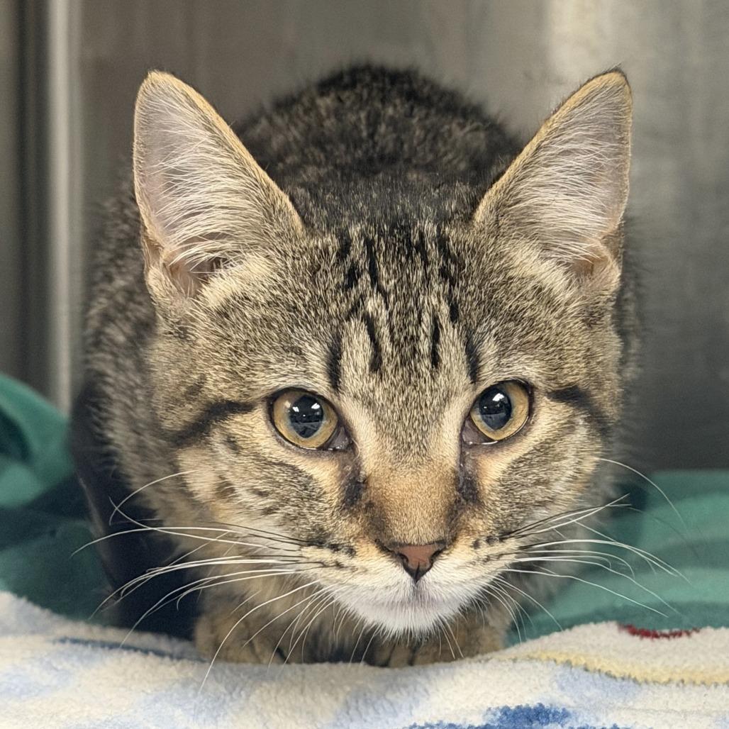 Aspen, Adoptable, Kitten Female Domestic Short Hair.