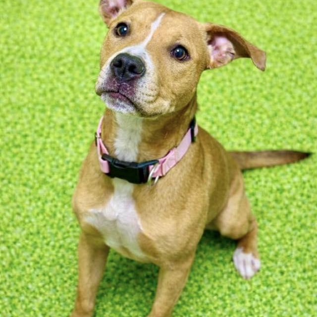 Enlarge Debbie, a ADOPTABLE mixed breed in Battle Creek, MI image 1/1