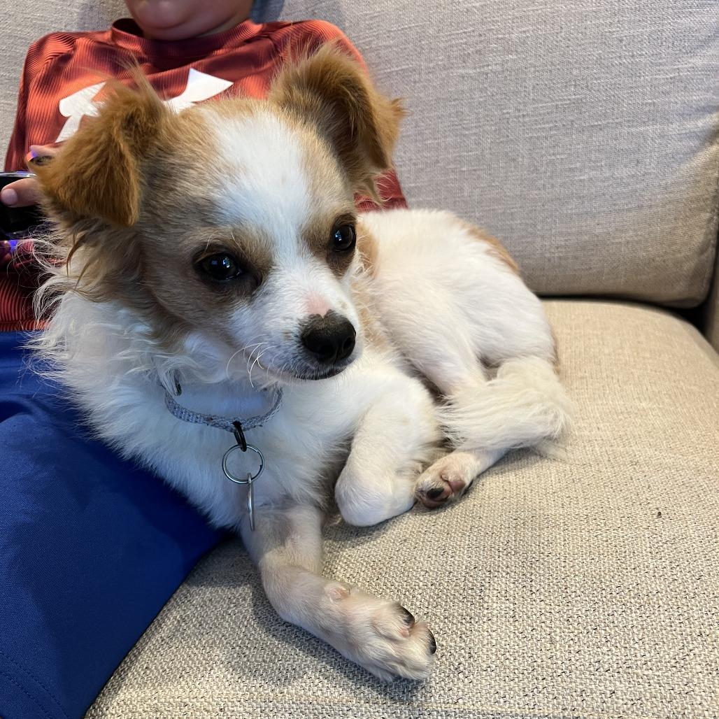 TATER TOT, Adoptable, Adult Male Papillon & Chihuahua.