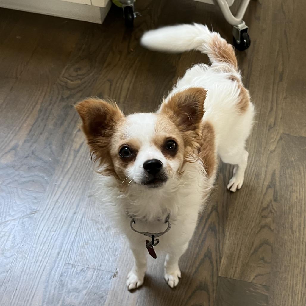Enlarge TATER TOT, a Adoptable mixed breed in Point Richmond, CA image 2/4