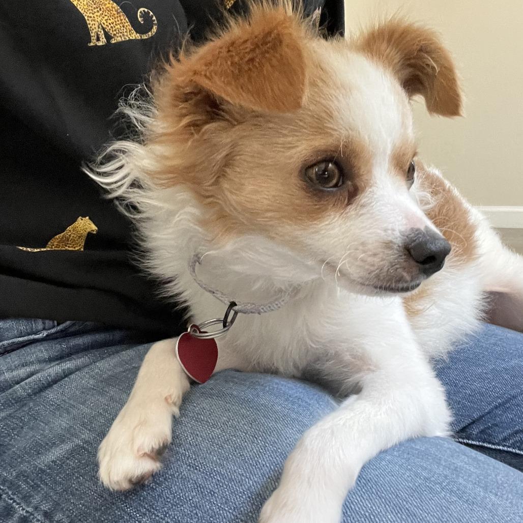 Enlarge TATER TOT, a Adoptable mixed breed in Point Richmond, CA image 3/4