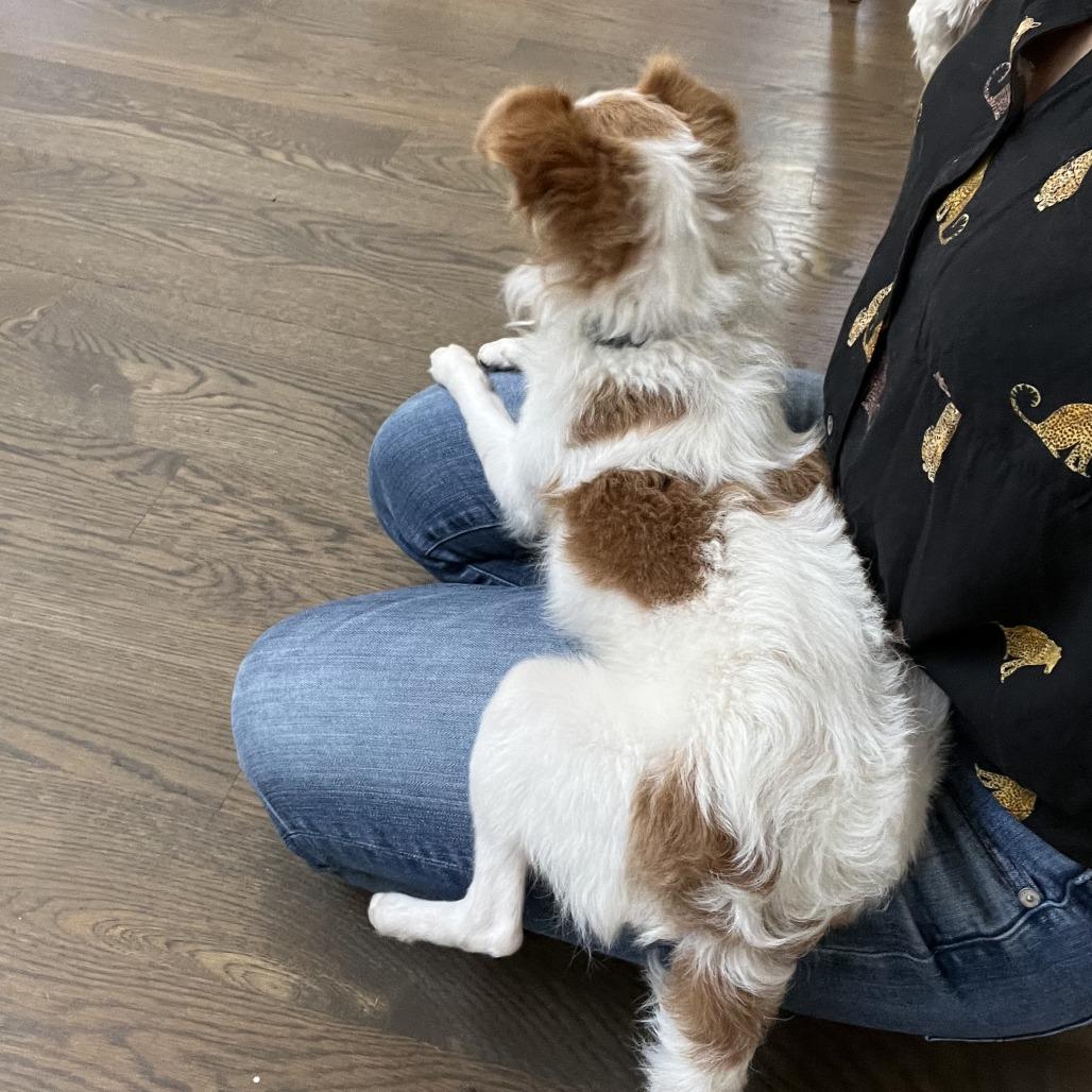 Enlarge TATER TOT, a Adoptable mixed breed in Point Richmond, CA image 4/4