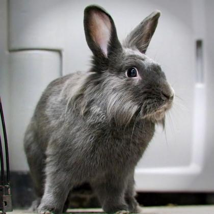 Monty, Adoptable, Young Male Lionhead & Bunny Rabbit.