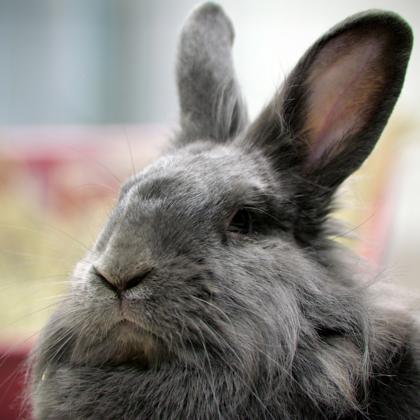 Monty, a Adoptable mixed breed in Wheaton, IL image 2/3