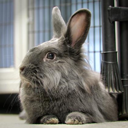 Monty, a Adoptable mixed breed in Wheaton, IL image 3/3