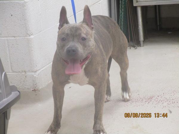 Beru(873), Adoptable, Adult Female Pit Bull Terrier.