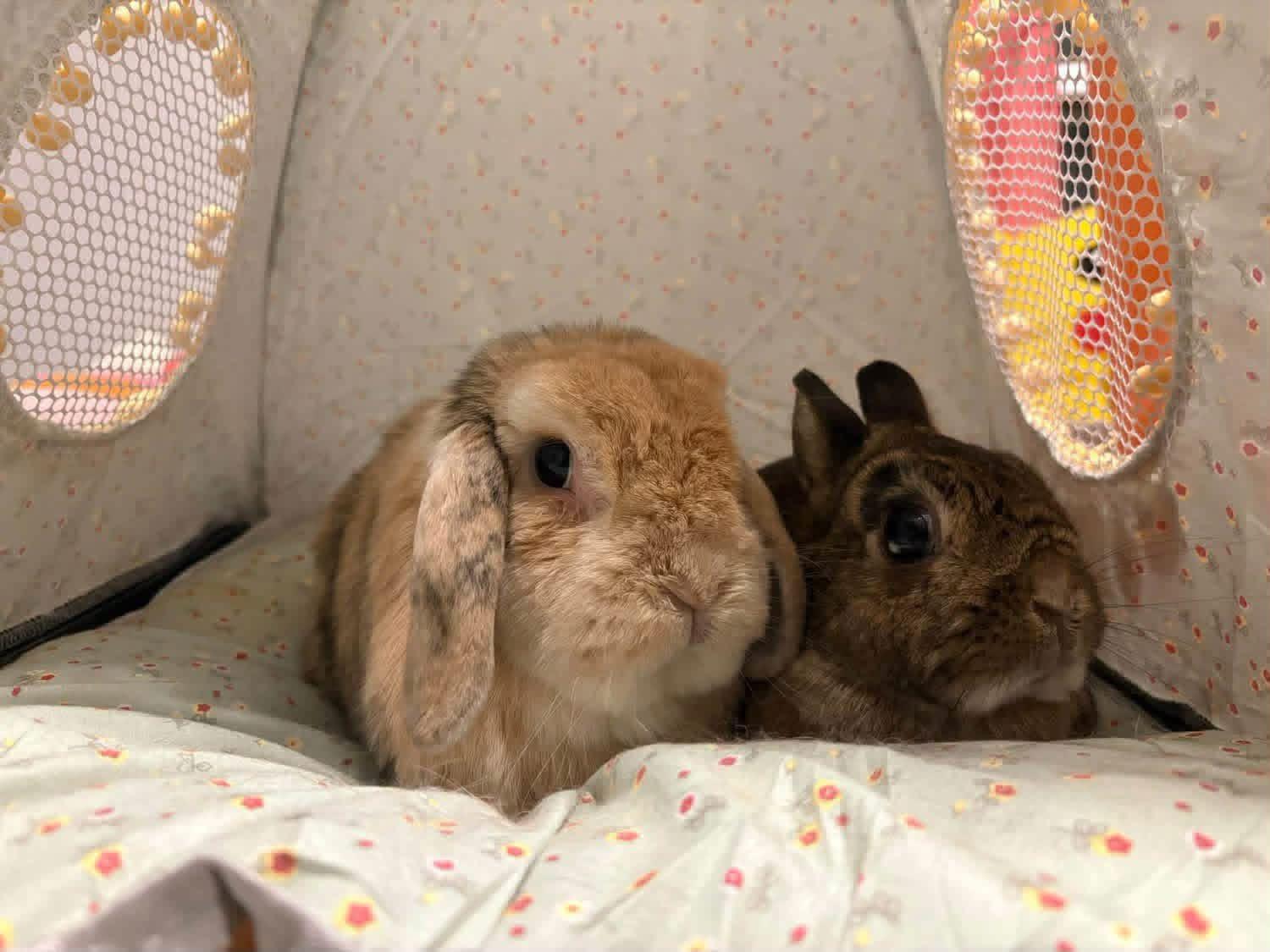 Enlarge Matthew and Jane, a Adoptable Dwarf in St. Charles, MO image 1/4