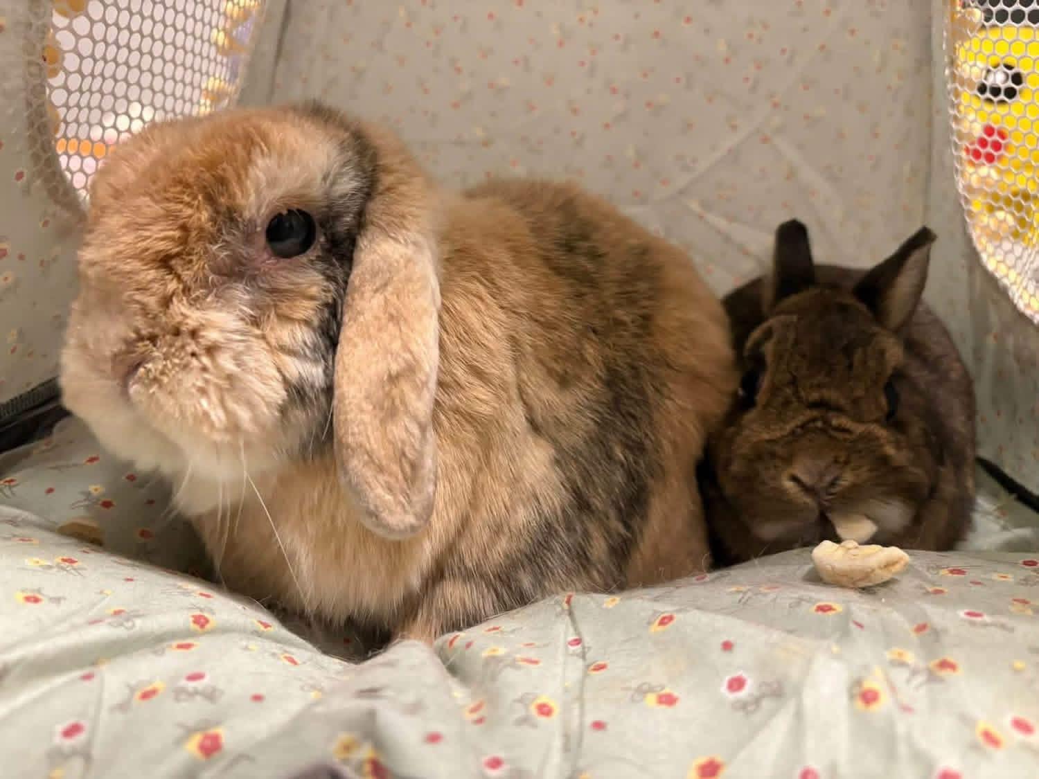 Enlarge Matthew and Jane, a Adoptable Dwarf in St. Charles, MO image 2/4
