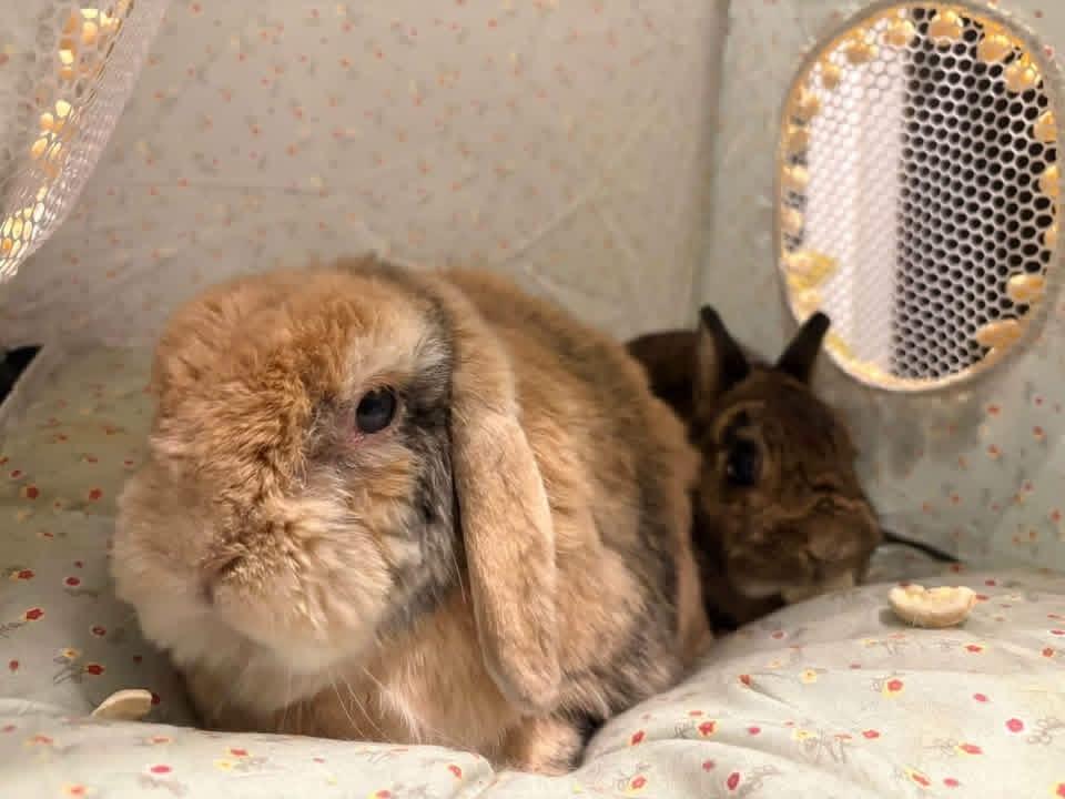 Enlarge Matthew and Jane, a Adoptable Dwarf in St. Charles, MO image 3/4
