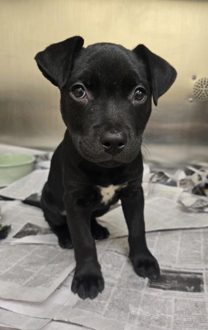 Ram, Adoptable, Puppy Female Pit Bull Terrier & Mixed Breed.
