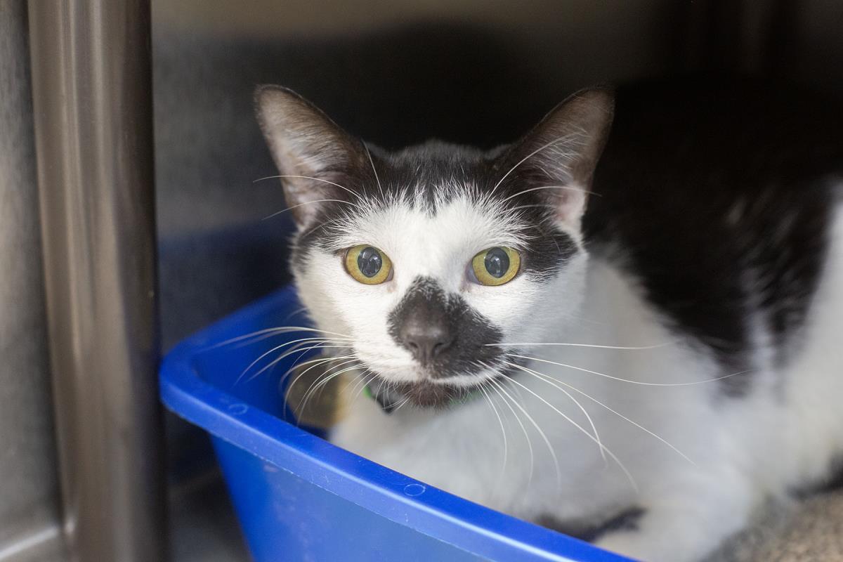 Mojo, Adoptable, Adult Male Domestic Short Hair & Tuxedo.