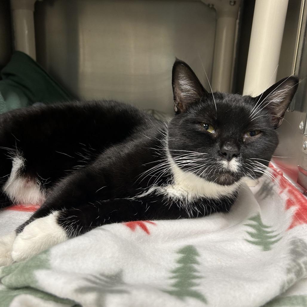 Enlarge Mitzi, a Adoptable Domestic Short Hair in Keizer, OR image 1/1