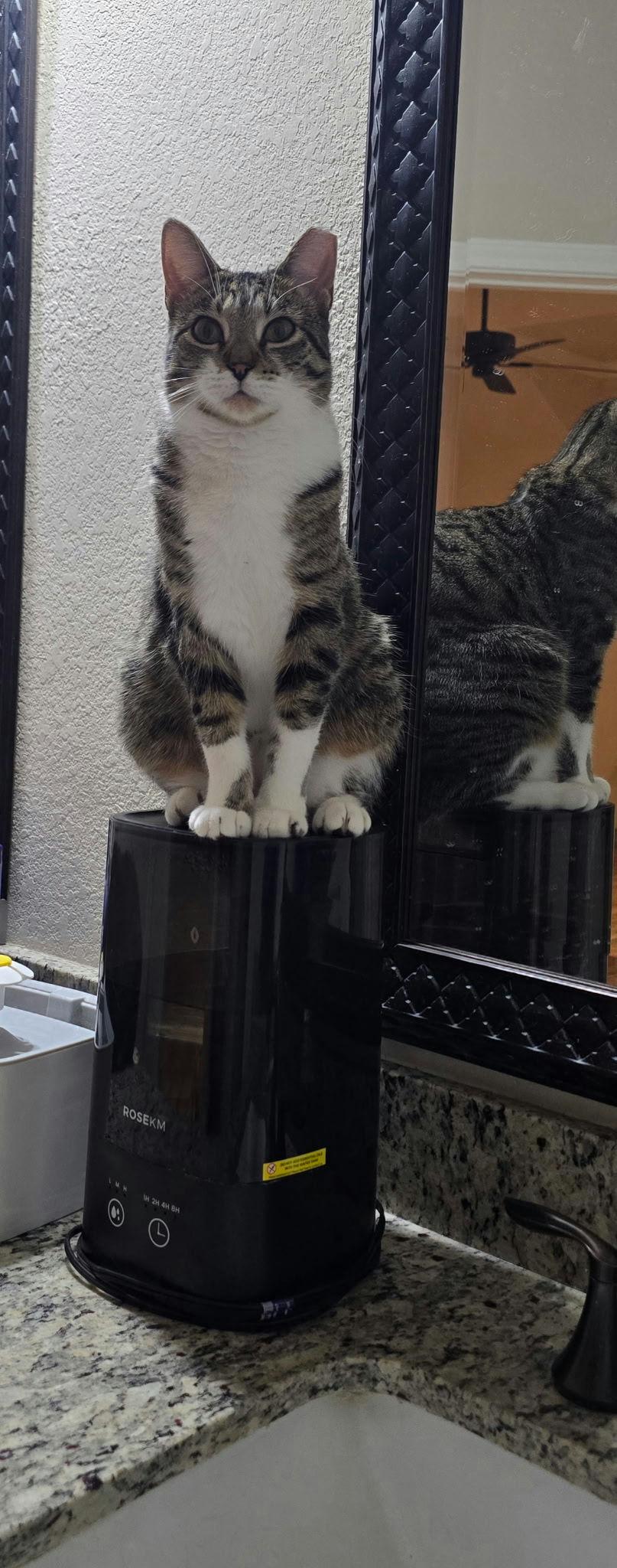 Squirt, a Adoptable Domestic Short Hair in Houston, TX image 2/5