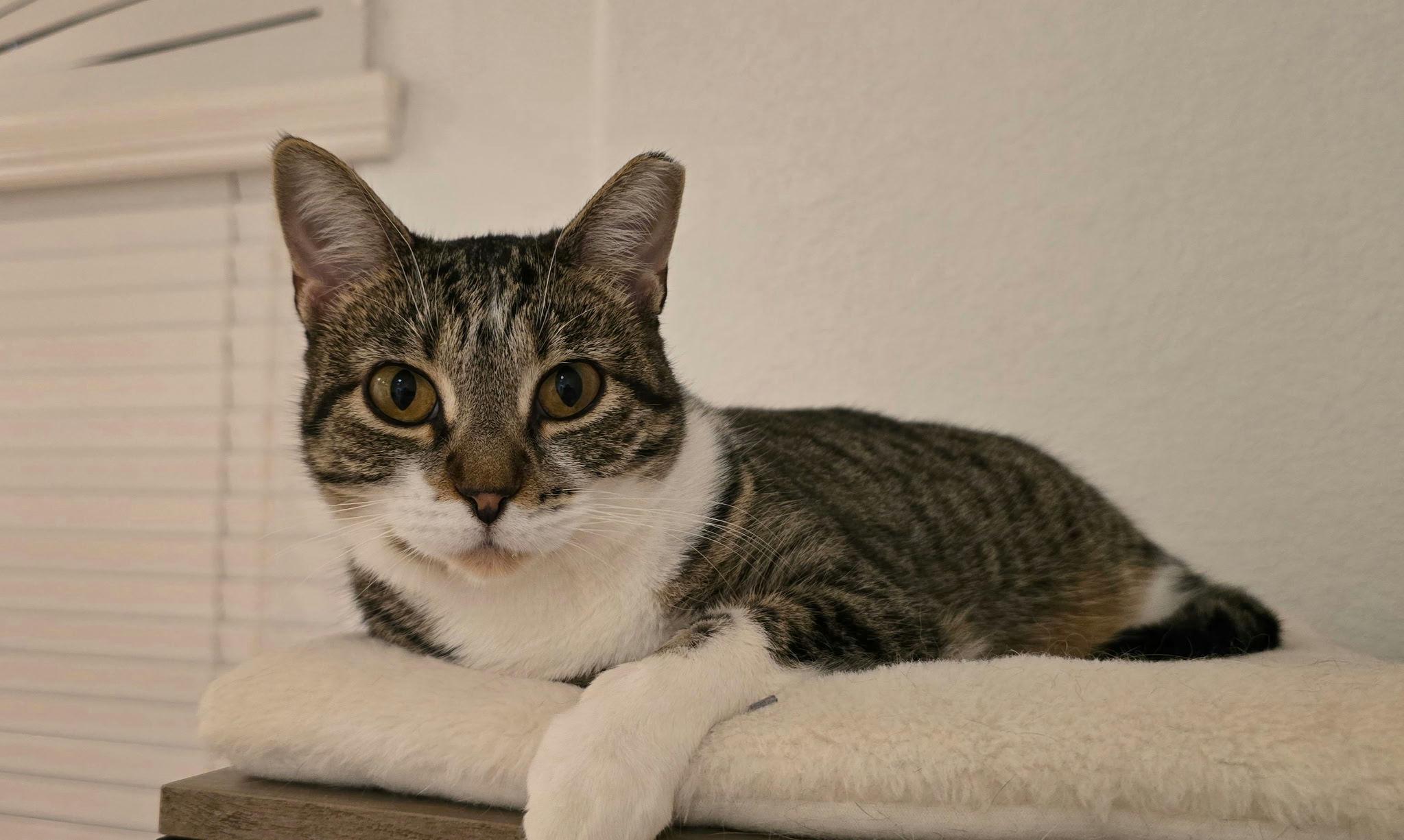 Squirt, Adoptable, Young Female Domestic Short Hair.