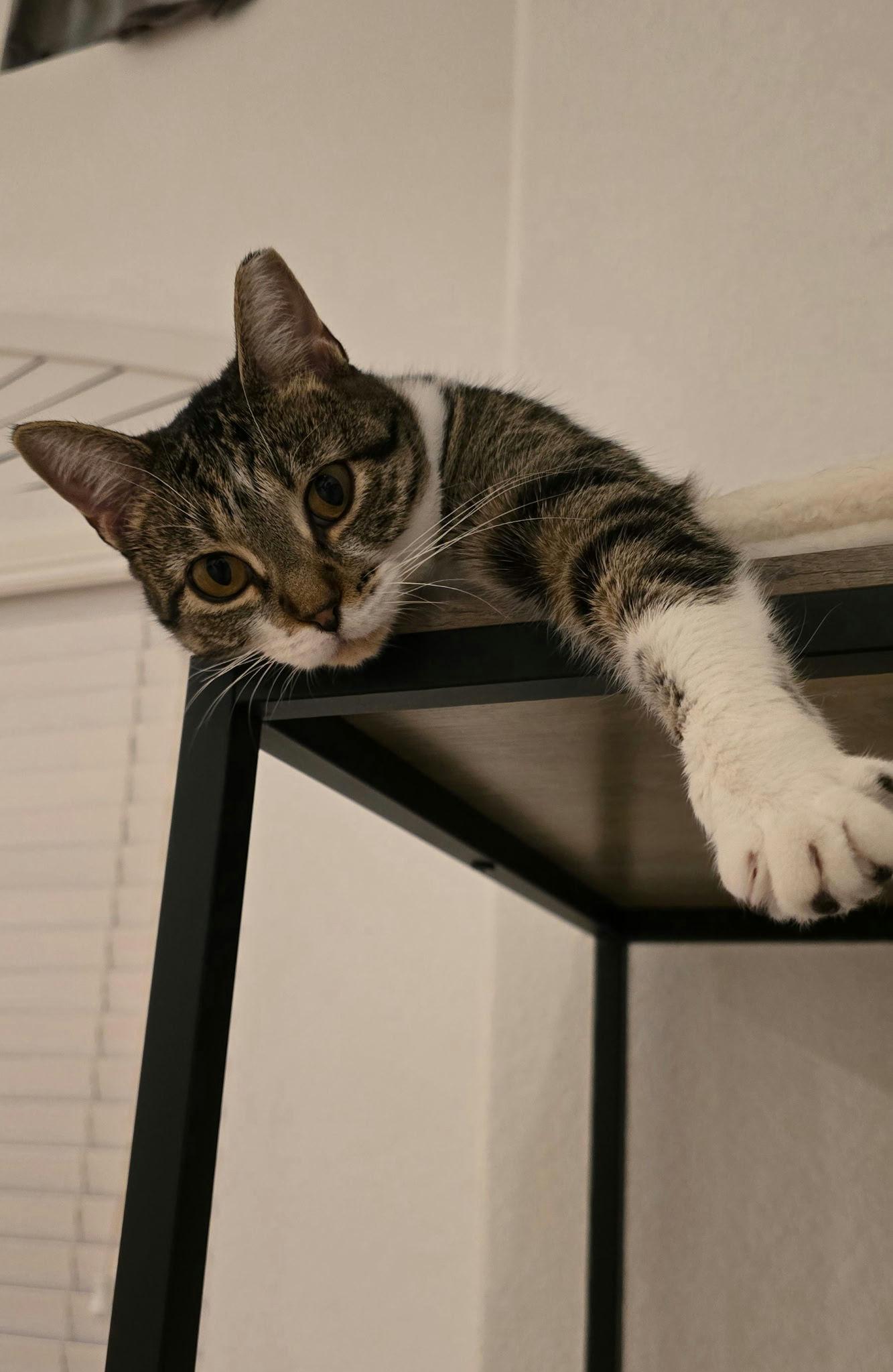 Squirt, a Adoptable Domestic Short Hair in Houston, TX image 3/5