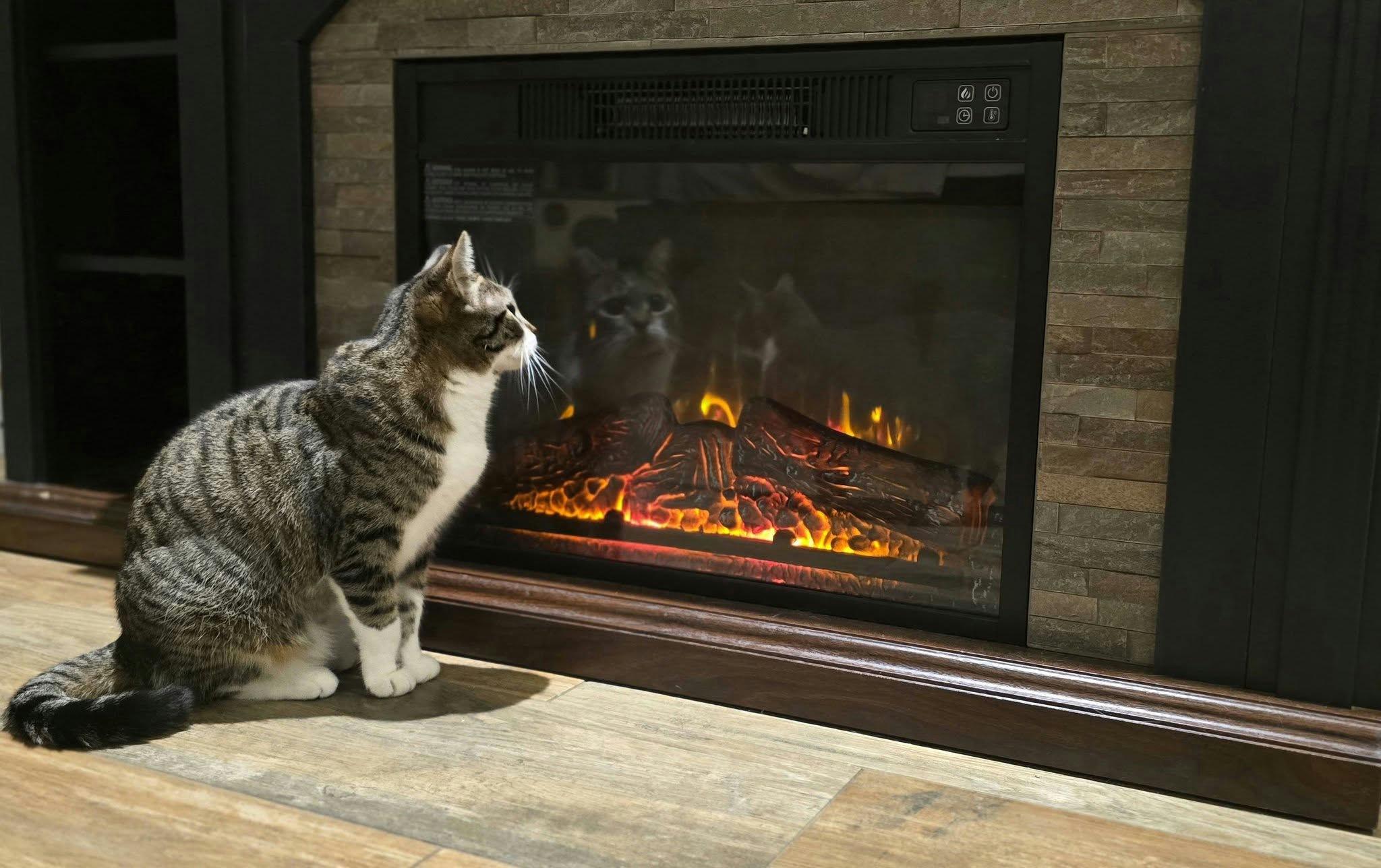 Squirt, a Adoptable Domestic Short Hair in Houston, TX image 5/5